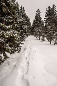 冬季远足小径与雪鞋步和树木周围