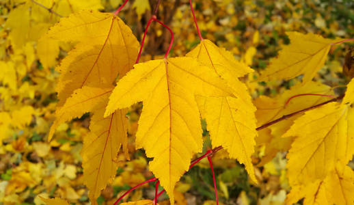 明亮的黄色树叶的秋天一棵树