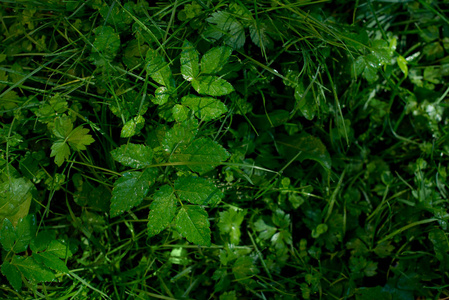 深绿色的草和植物叶子背景