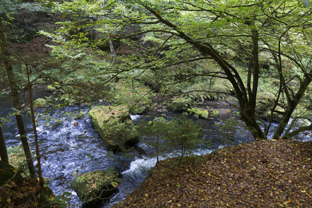 野生秋溪 Kamenice 在与砂岩巨石，捷克共和国捷克瑞士周围的景观