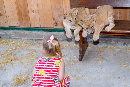一个孩子，一个小女孩正在一家动物园的小老虎