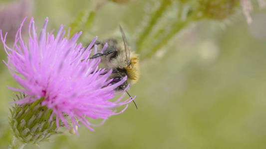蜜蜂采集花蜜从紫色的波斯菊，宏