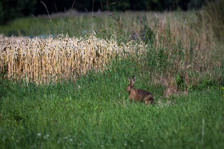 兔子在一片绿色的草地上