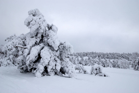 杉木树在冬天的雪