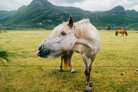 在挪威的野生动物。北欧的峡湾美丽的马在牧场上的吃草夏季多雨的天气中的字段。多云的天空。在背景上的山脉。岩石。有趣的哺乳动物动物。