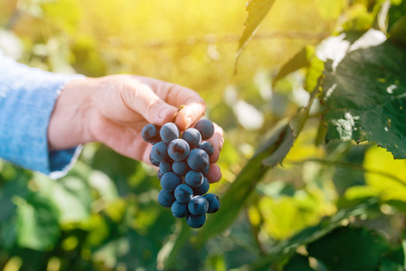 女 viticulturist 收获葡萄在葡萄的院子里