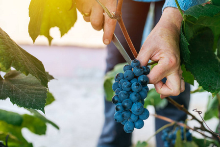 女 viticulturist 收获葡萄在葡萄的院子里