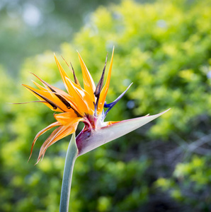 天堂鸟在热带花园中盛开的花朵