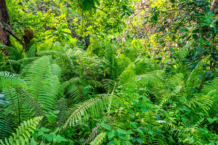 风景优美的雨林蕨类植物与观