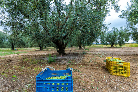 在字段中，希臘收获的橄榄