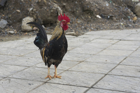 站在人行道上的一只母鸡