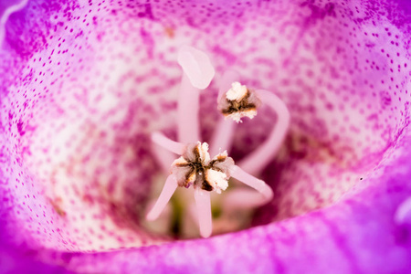 紫罗兰色花雌蕊的细节