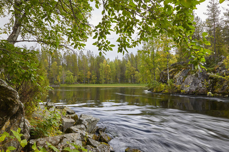 芬兰森林景观在 Pieni karhunkierros 踪迹。秋天它