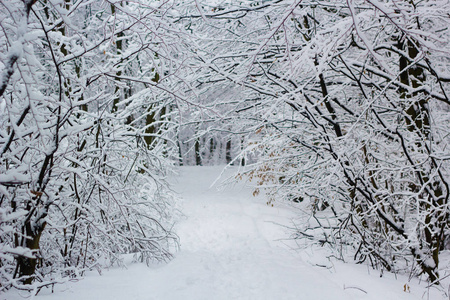 白色霜冻森林的雪冬景观