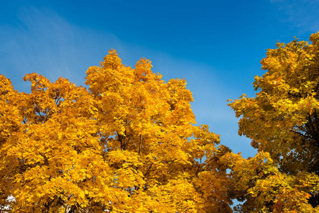 秋天。在阳光下的公园里的金色树木