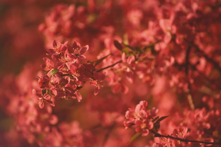 红苹果花