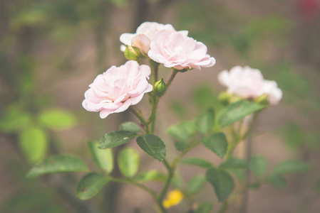 美丽的粉红色玫瑰花盛开在花园的绿色背景