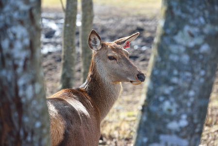 森林保护区的女母鹿