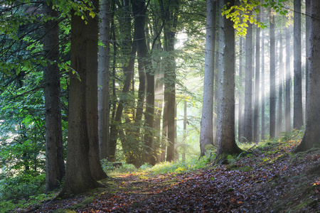 云雾缭绕的森林中的太阳光线