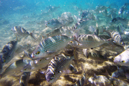 野生的 Salema  Sarpa 帕在海洋