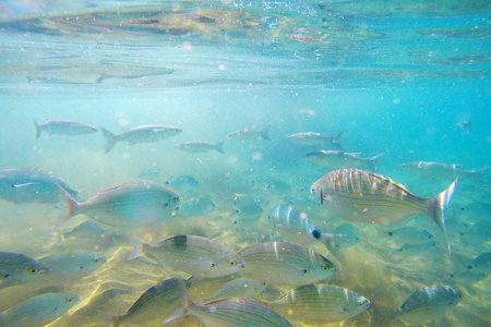 野生的 Salema  Sarpa 帕在海洋