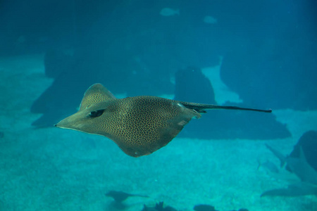 魔鬼鱼里面蓝色水族箱