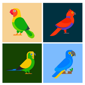 鹦鹉鸟繁殖物种动物心魔宣传册自然热带鹦鹉教育炫彩宠物矢量图