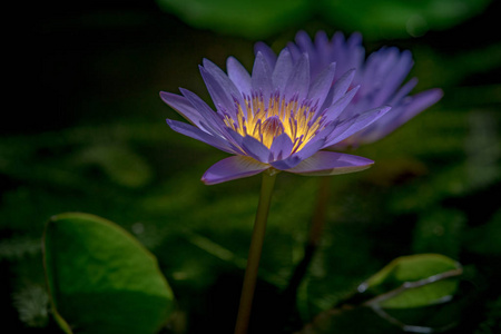 在水中的蓝色 lotos 开花
