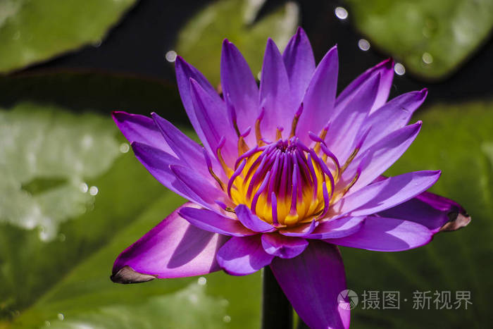 紫莲花之花
