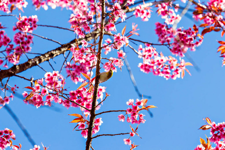 绿绣眼鸟站在野生喜马拉雅樱桃开花
