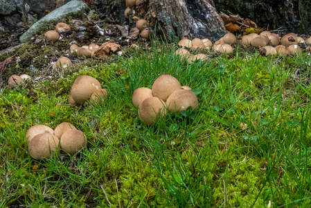 利科白顿皮里福梅或草地间常见的土弹