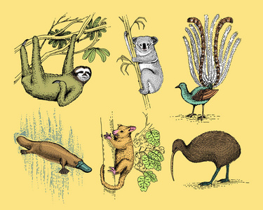 大的澳大利亚和新西兰的符号集，动物雕刻，手绘矢量，老式绘图塔斯马尼亚狼，kea 鹦鹉 负鼠 鸭嘴鸭嘴兽，魔鬼，食蚁兽。袋熊，