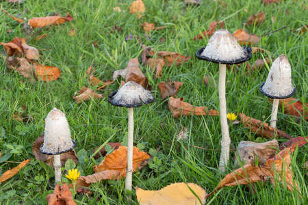 在草丛中的蓬松 inkcap 蘑菇