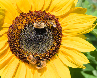 蜜蜂采集花蜜从一朵一朵向日葵