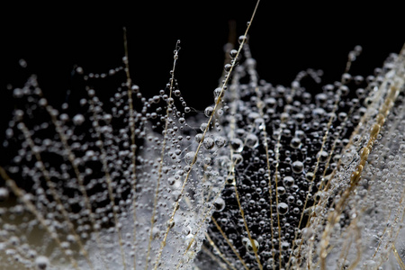 蒲公英水与抽象宏照片滴在黑色背景上。雨水落在一张蜘蛛网