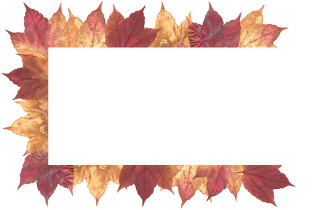 秋天树叶孤立在白色 background3