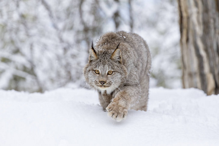 山猫在雪中