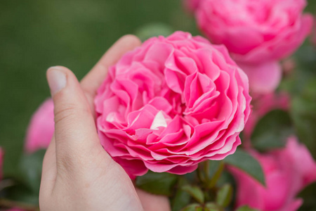 美丽多彩的玫瑰花在手