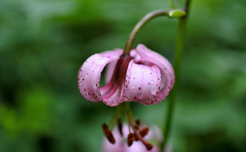 花林百合与露珠, 狭窄的焦点区域