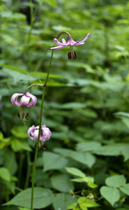 花林百合狭窄的焦点区域