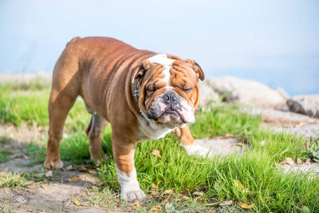 可爱的英国牛头犬玩户外