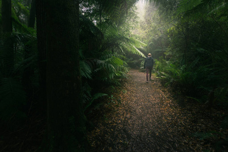 小道上雾雨林徒步旅行的女人