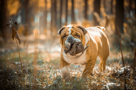 摆姿势的可爱英国斗牛犬