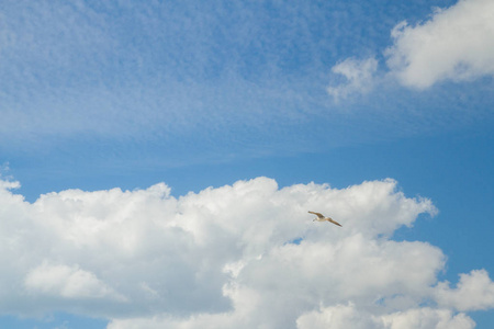 在蓝色的天空和洁白的云彩飞翔鸟信天翁