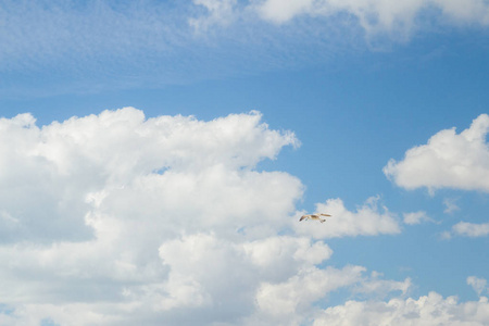 在蓝色的天空和洁白的云彩飞翔鸟信天翁