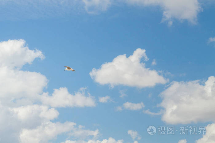 在蓝色的天空和洁白的云彩飞翔鸟信天翁