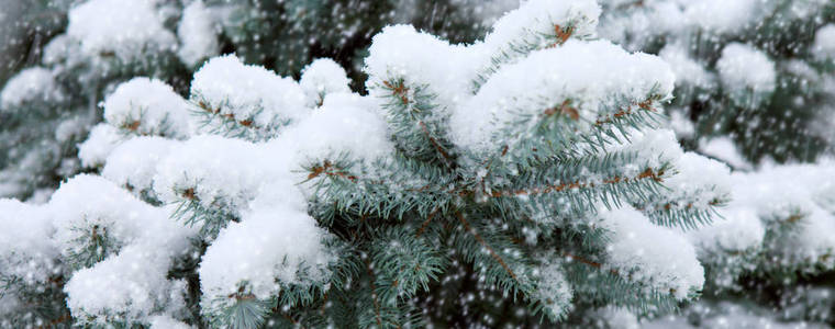 松枝白雪覆盖