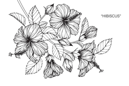 芙蓉花。黑白线条画素描