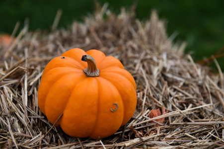 Pumpking 采摘感恩节