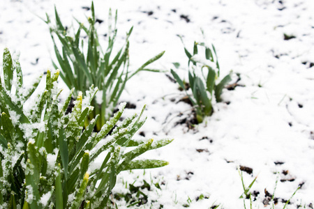 夏天的降雪。绿色植物的雪下